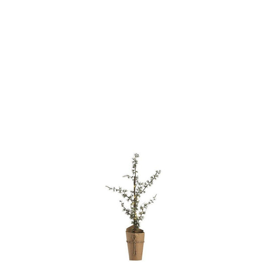 Pinea  H60 cm. grøn